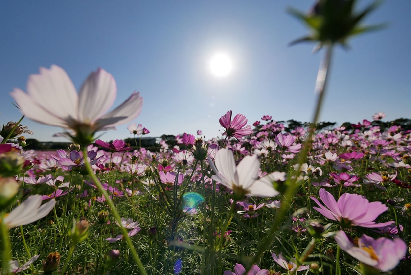2020-10-31 桃園花彩節