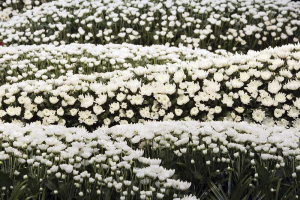 二十四節氣 穀雨