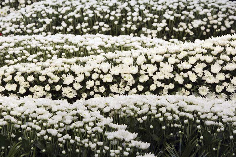 二十四節氣 穀雨