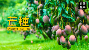 二十四節氣 芒種