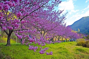 國軍退除役官兵輔導委員會武陵農場